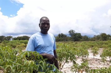 V Zambii probíhá za podpory ČRA projekt na zvyšování produktivity manga, kasavy a organických hnojiv