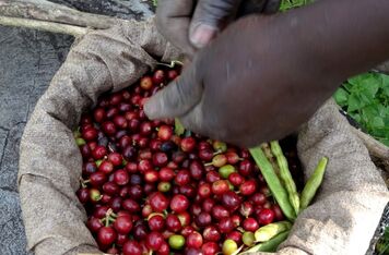 Udržitelné ochutnávání Ugandy s podporou Programu B2B
