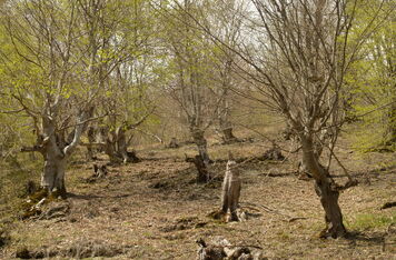 V gruzínské oblasti Aragvi úspěšně probíhá projekt ČRA zaměřený na trvale udržitelné lesnictví