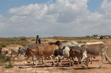V Etiopii se s podporou ČRA chystá projekt využívající v boji proti škůdcům unikátní bezpilotní helikoptéry