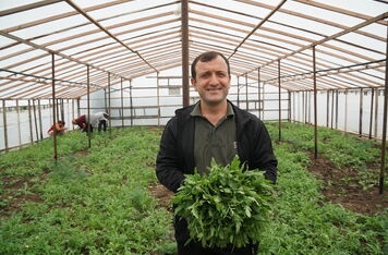 V rámci projektu podpořeného ČRA se gruzínský farmář úspěšně pustil do pěstování rukoly